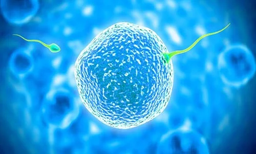 PICSI Physiological 1
