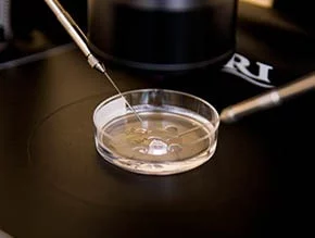 IVF and Infertility